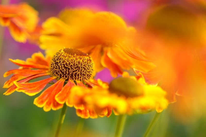 Garden Plants