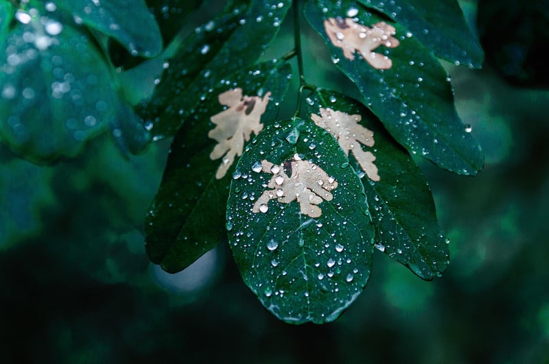 Neem Oil Spray